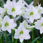 Amaryllis Blanc simple